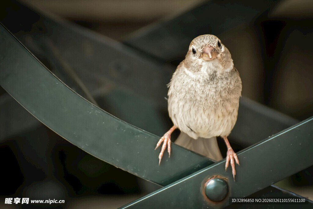 小鸟栖息于金属栏杆上