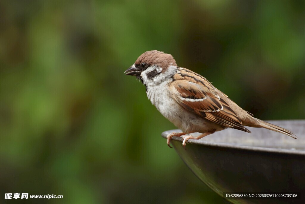 栖息于器皿边缘的小麻雀