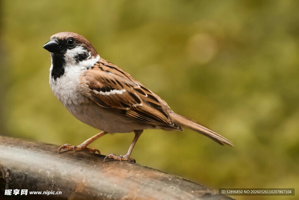 站在栏杆上的可爱小麻雀