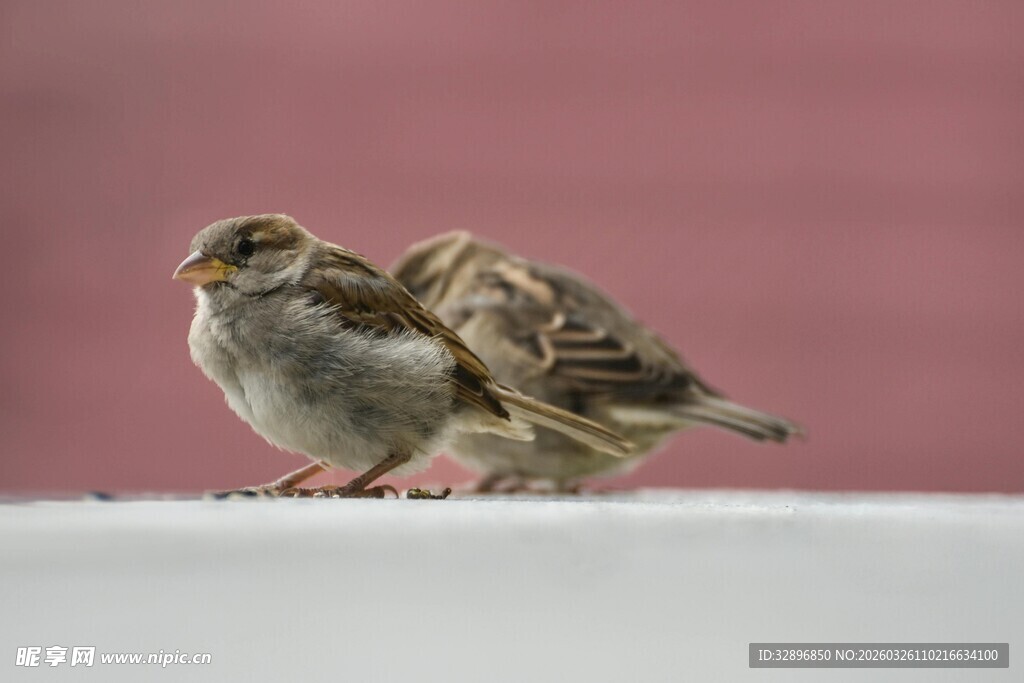 两只依偎的小麻雀