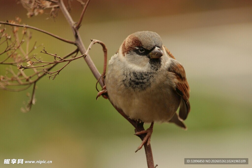 枝头栖息的麻雀