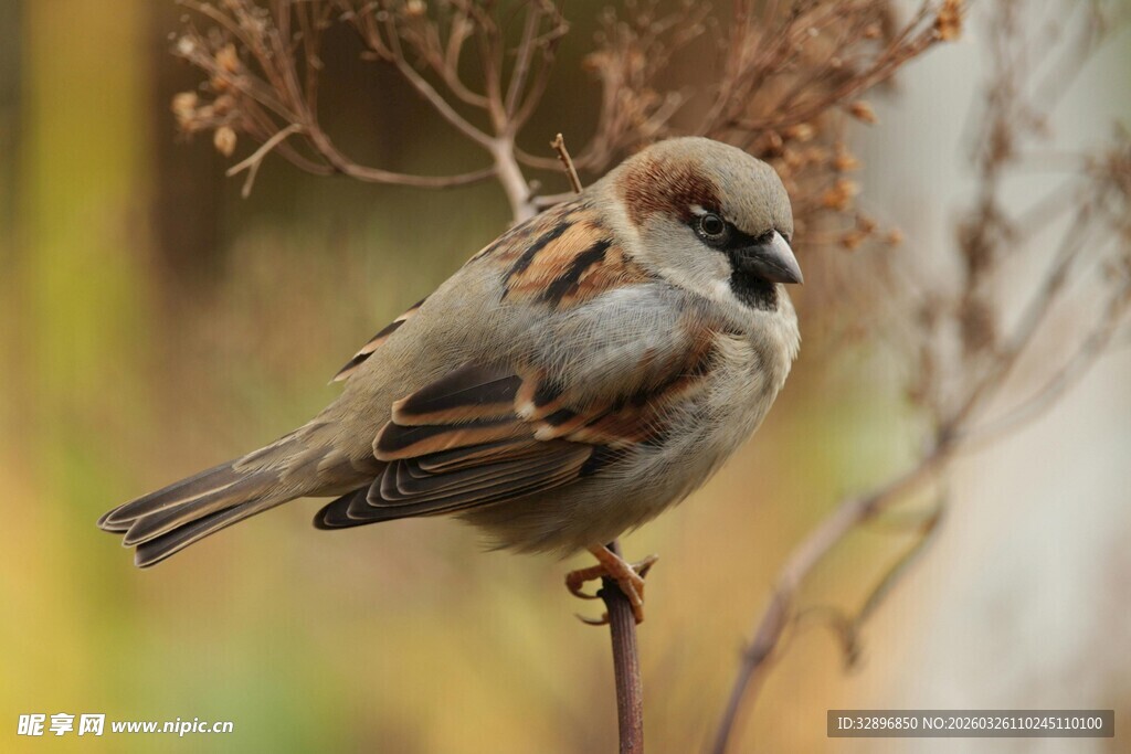 栖息枝头的小巧麻雀