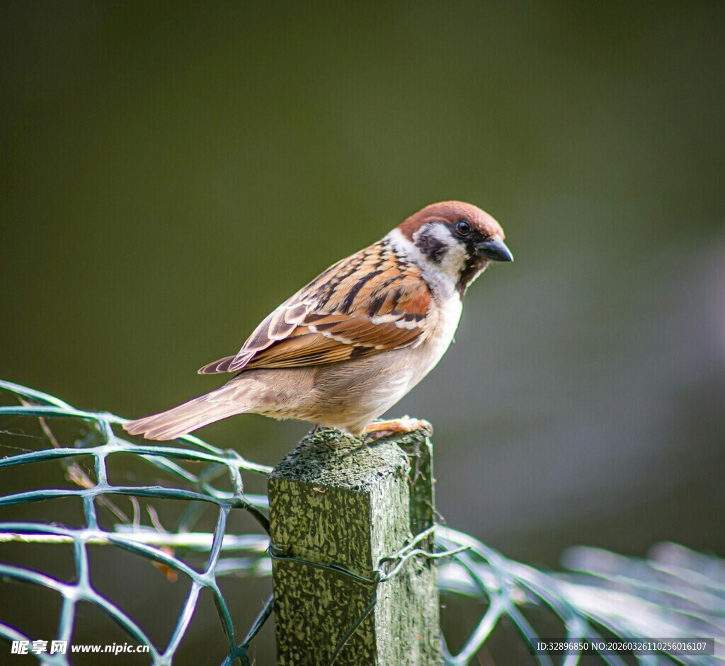 站在围栏上的小麻雀