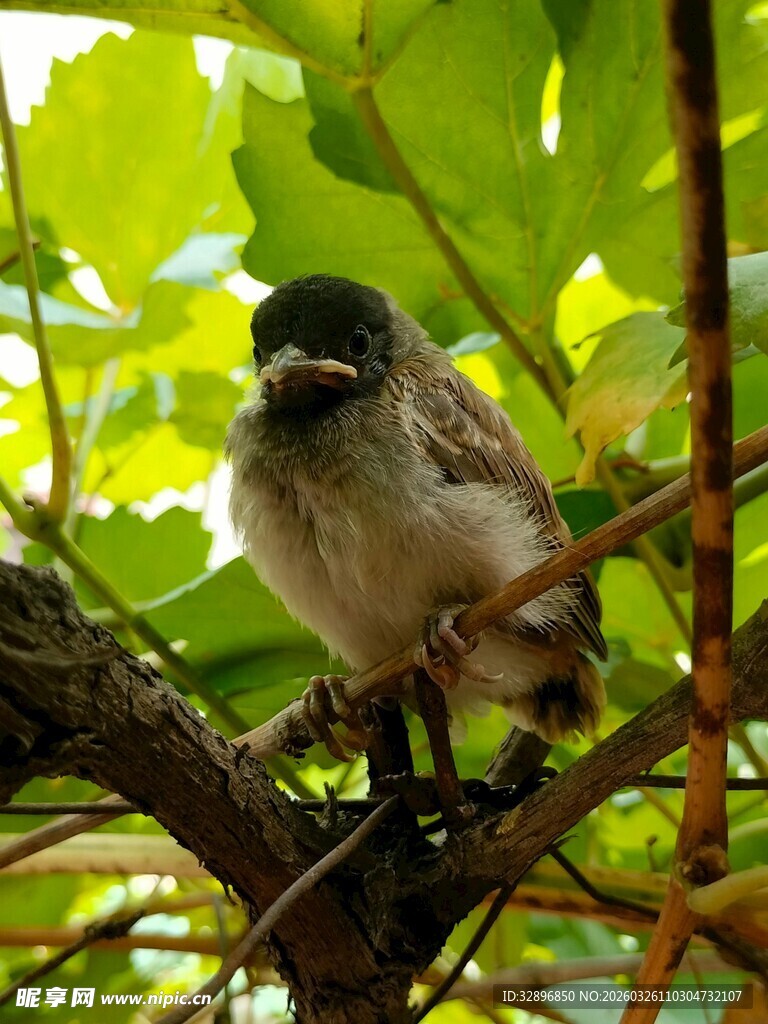 枝头小鸟栖息