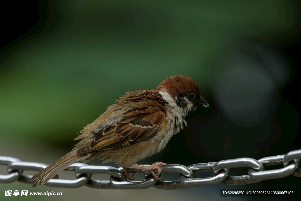 站在链条上的小巧麻雀