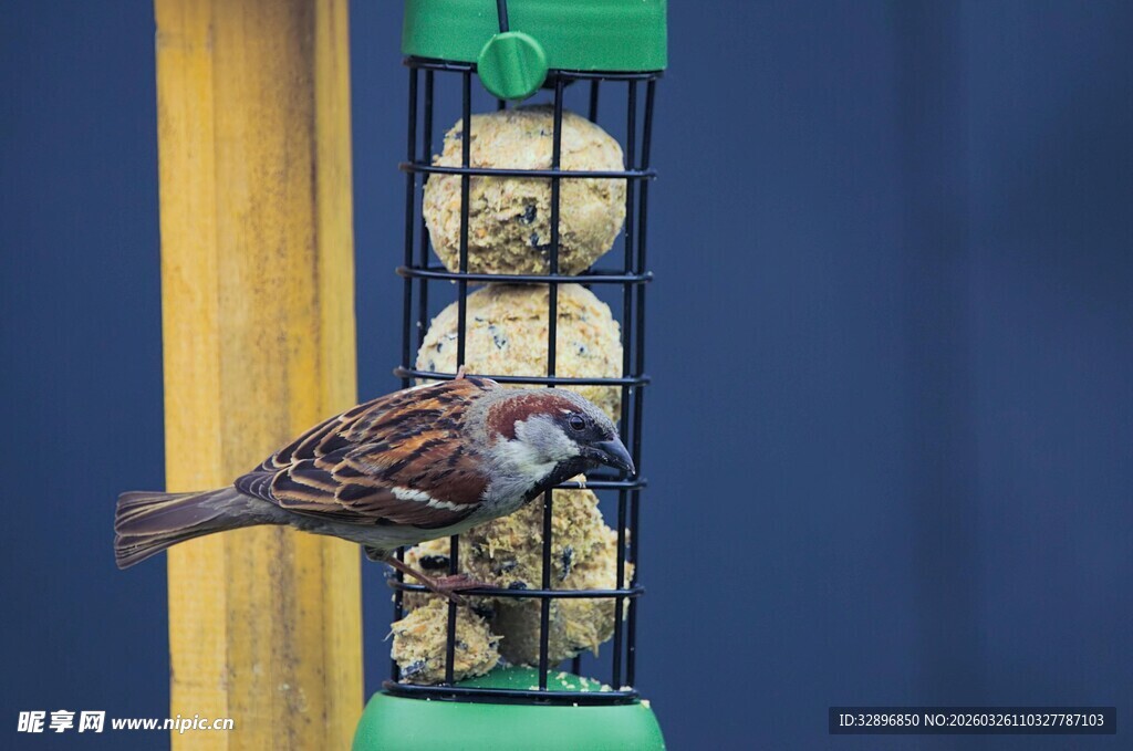 麻雀立于绿色鸟食器旁