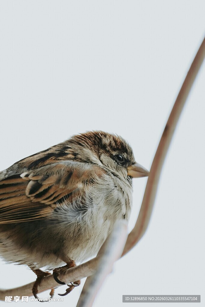 栖息枝头的麻雀
