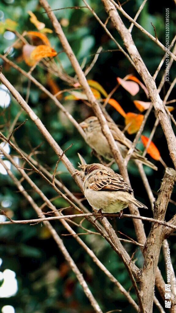 枝头栖息的鸟儿