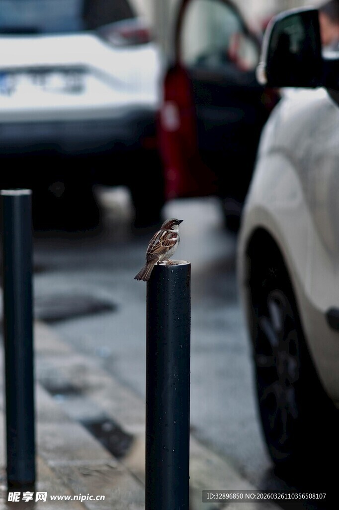 路边柱头上停歇的小鸟