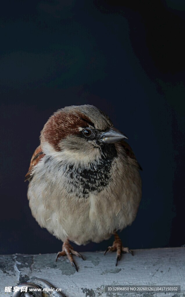 呆萌麻雀站立姿态特写