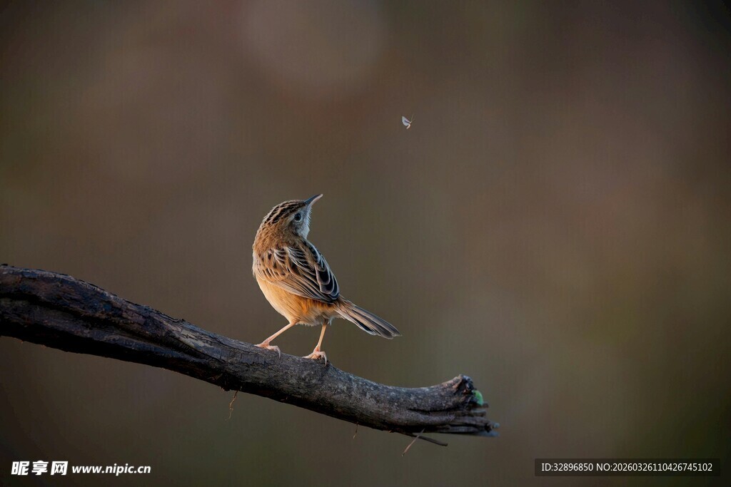 枝头小鸟自然瞬间之美
