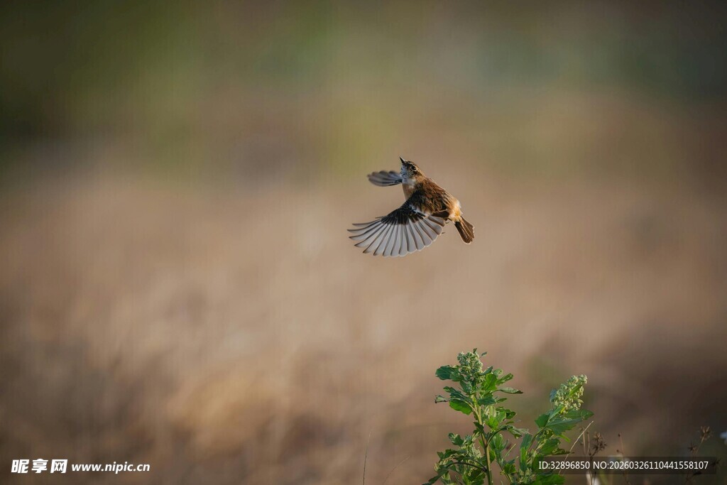 空中展翅的小鸟