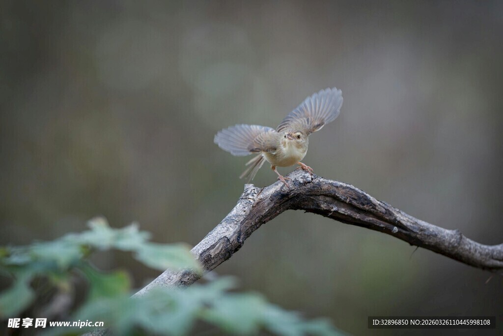 枝头停驻的透明翅膀蜻蜓