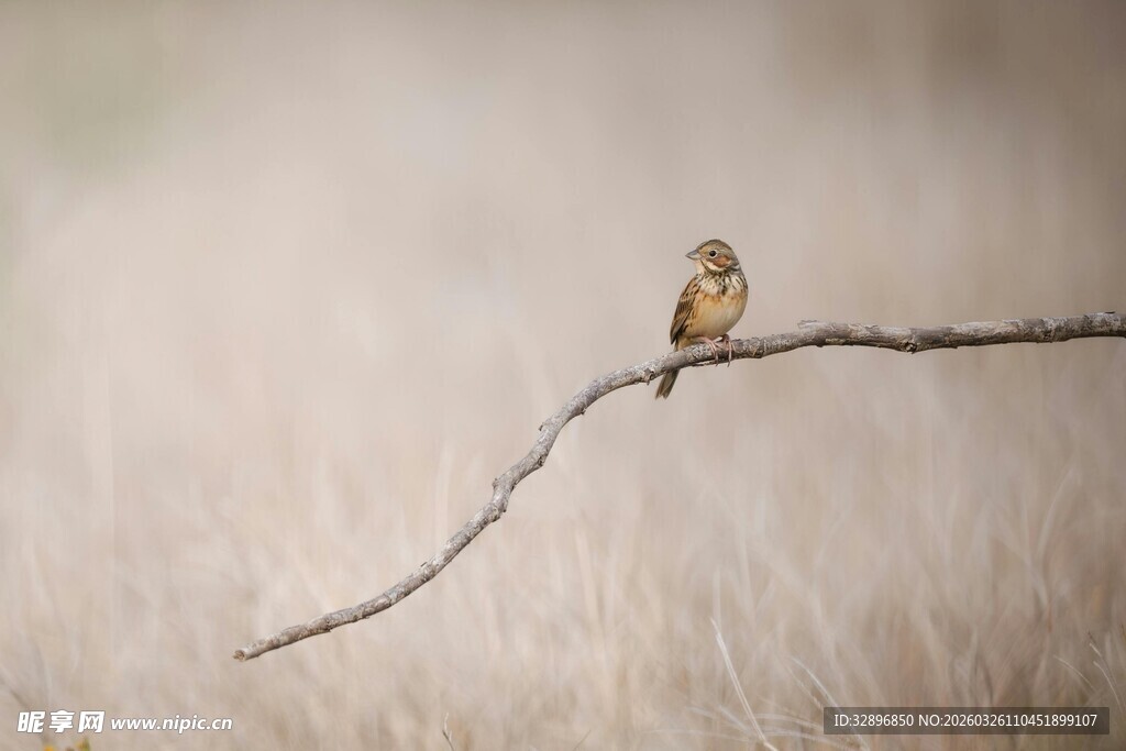 枝头小鸟静谧自然景象