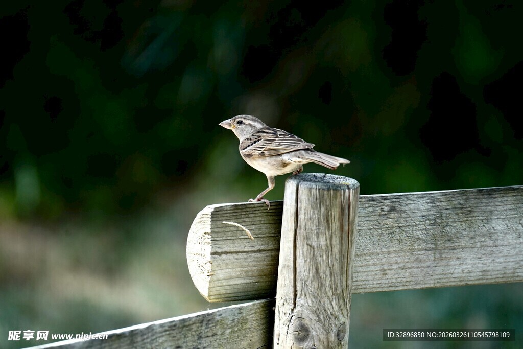 木栏上的小鸟