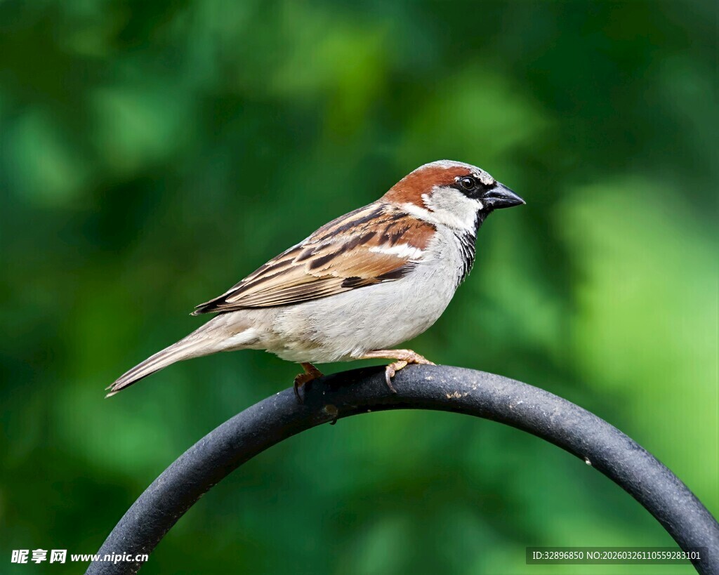 栖息于弯枝上的可爱麻雀