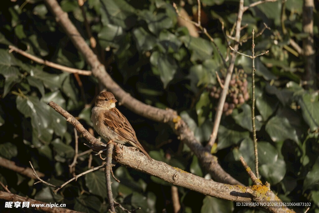 树枝上栖息的多彩小鸟