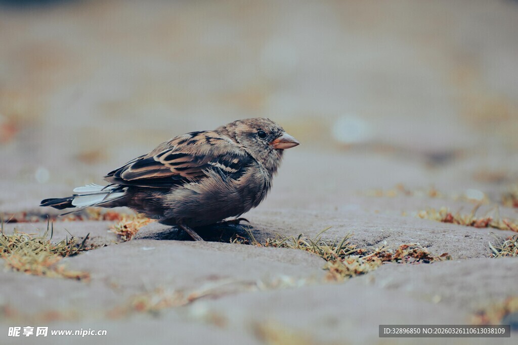 地面上的小鸟