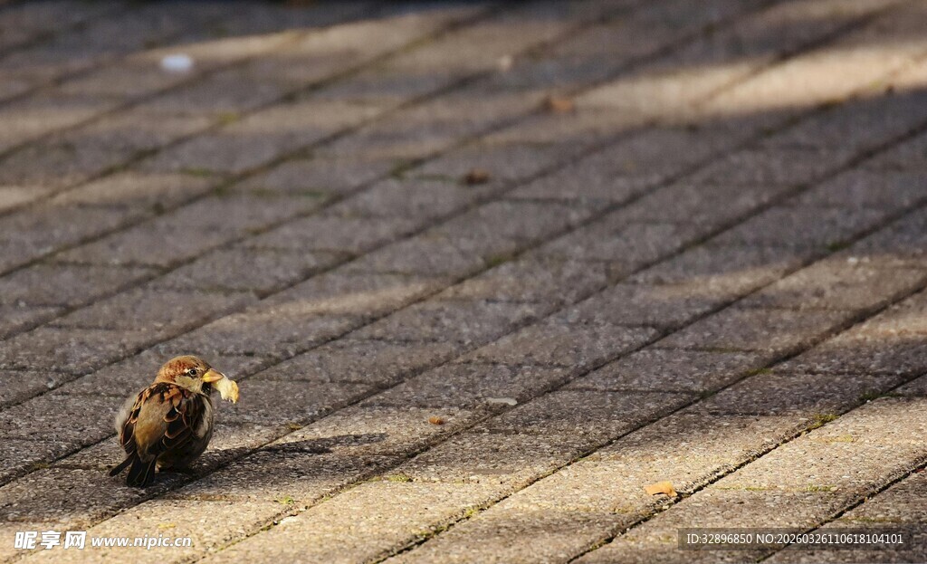 地面上的小松鼠
