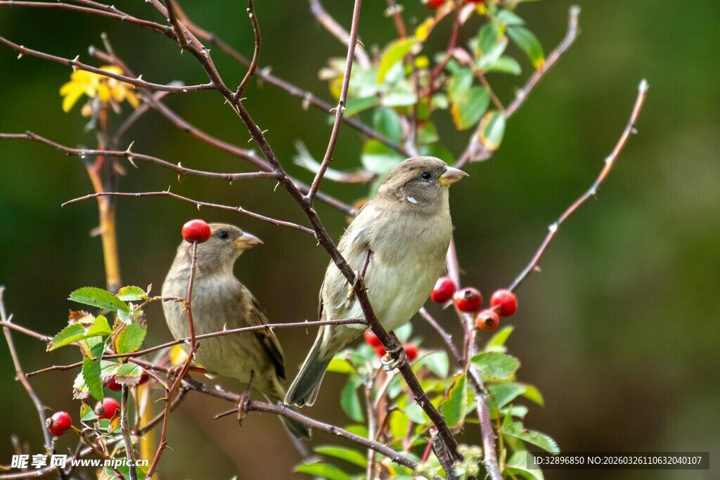 枝头双鸟赏红果