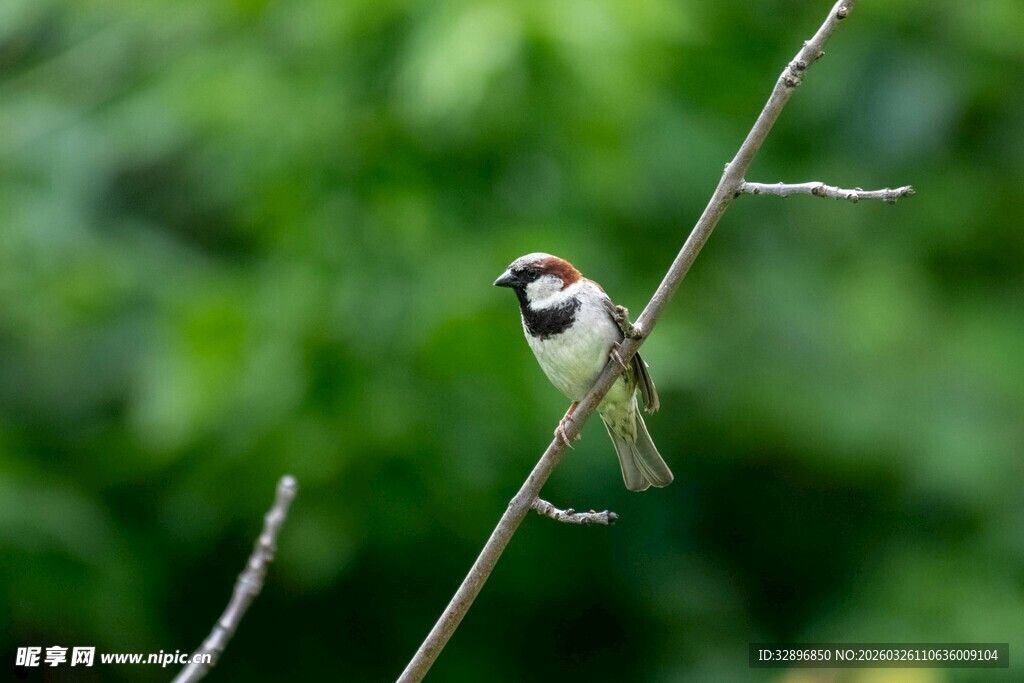 树枝上的小巧麻雀