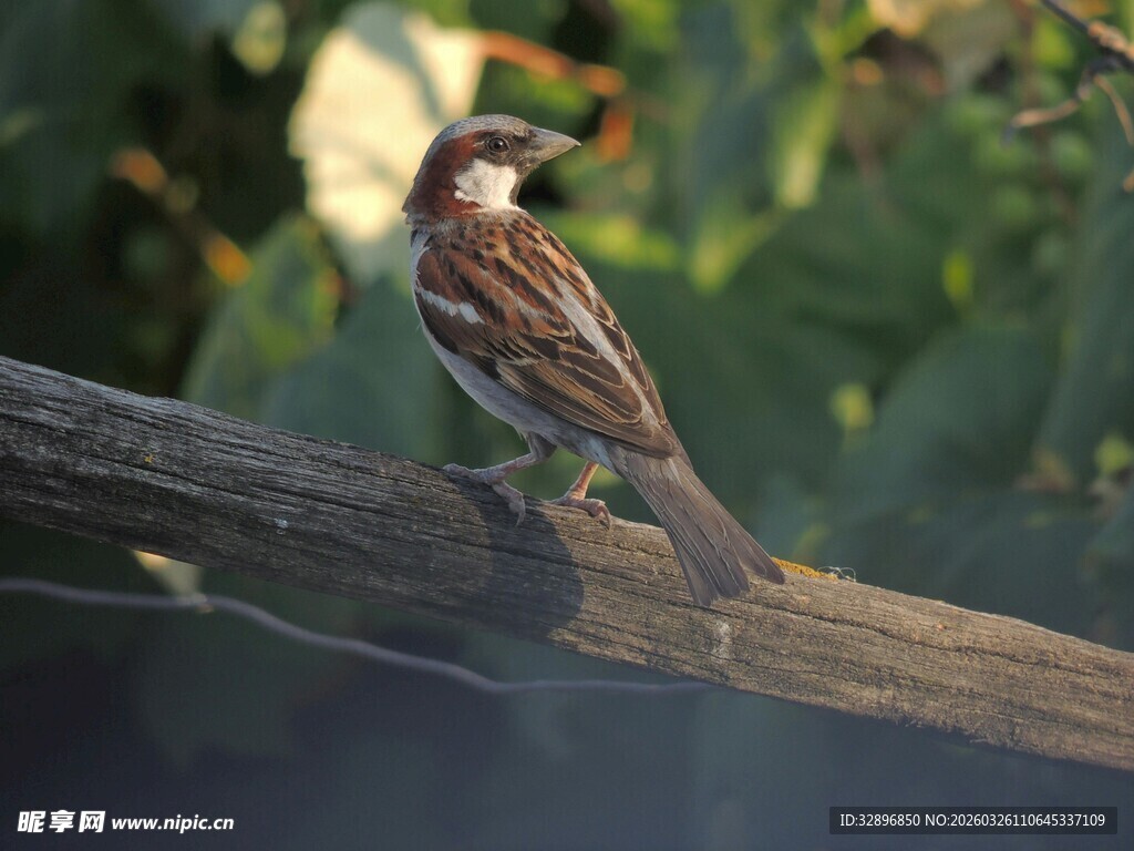 树枝上停歇的多彩小鸟