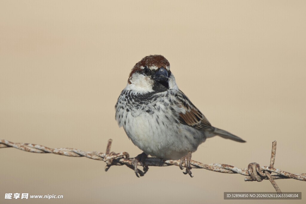 站在铁丝上的麻雀