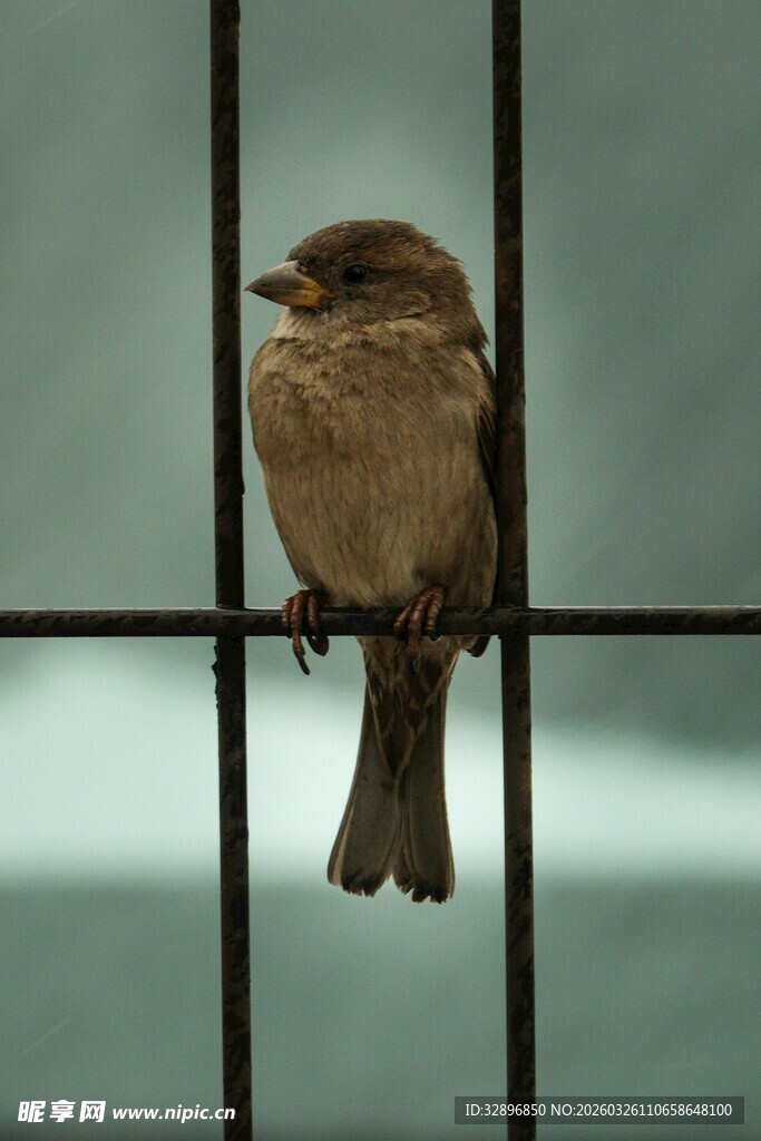 小鸟栖于金属网格