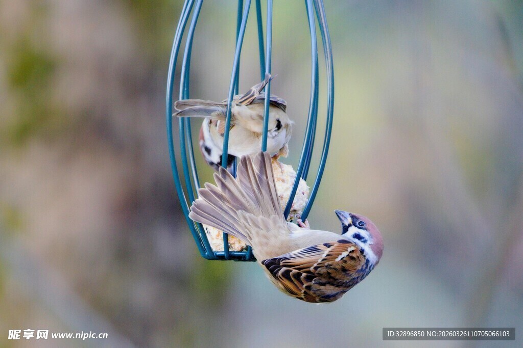 倒挂进食的小鸟