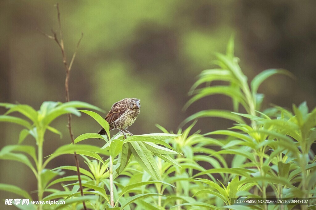 绿叶间的小鸟