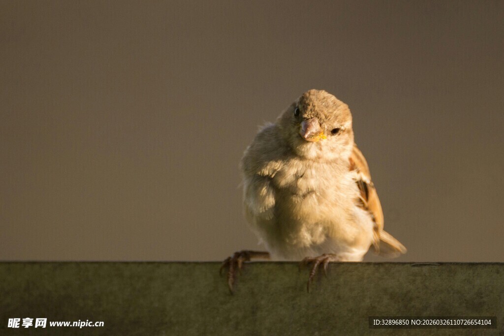 呆萌猫头鹰栖息于杆上