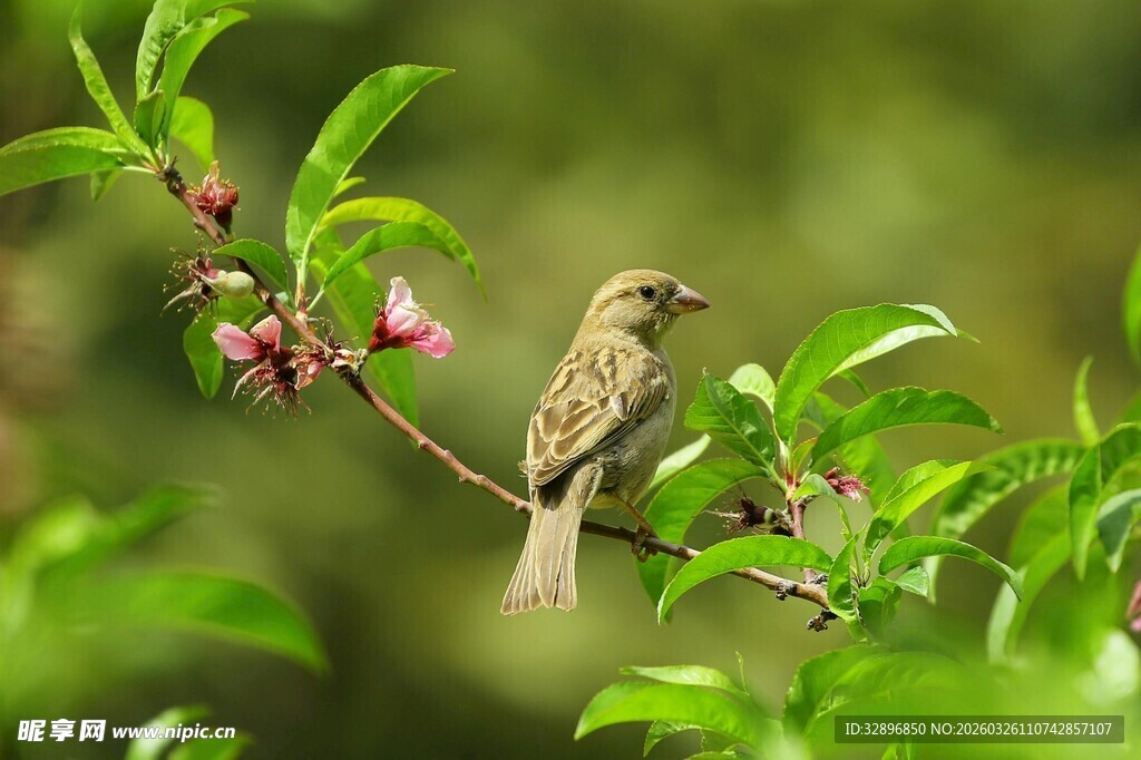 枝头小鸟赏繁花