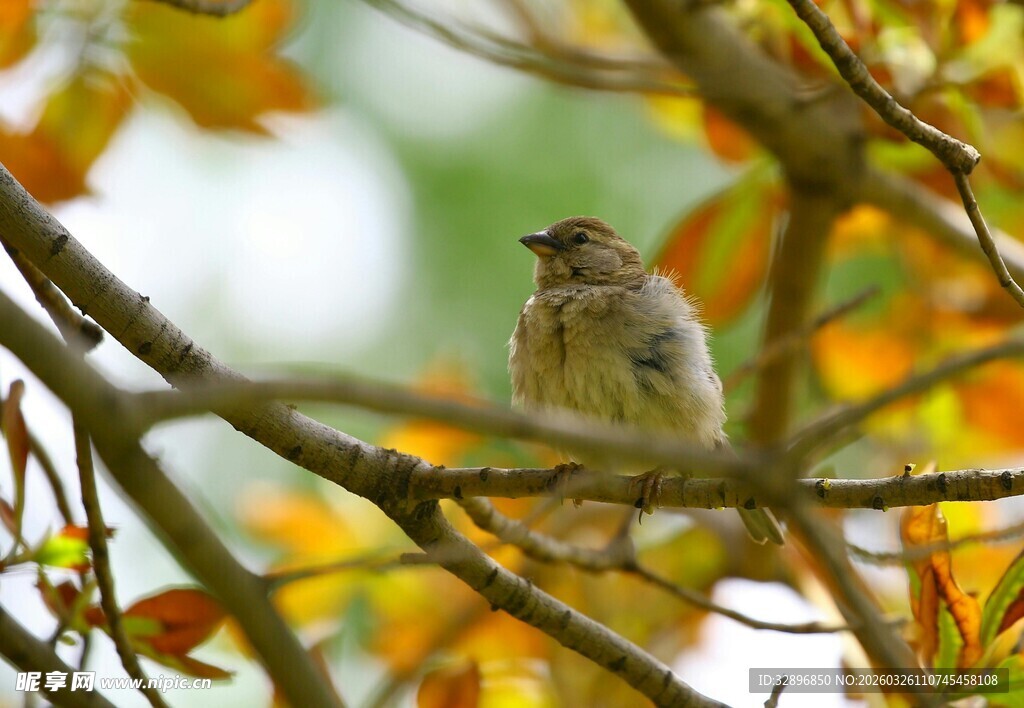 枝头小鸟赏秋日美景