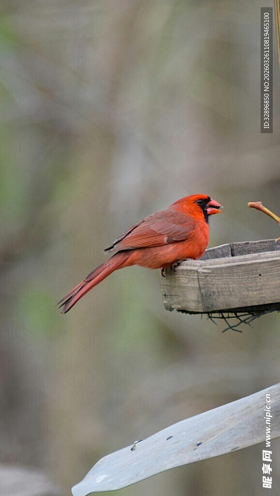 红衣主教鸟栖于木台