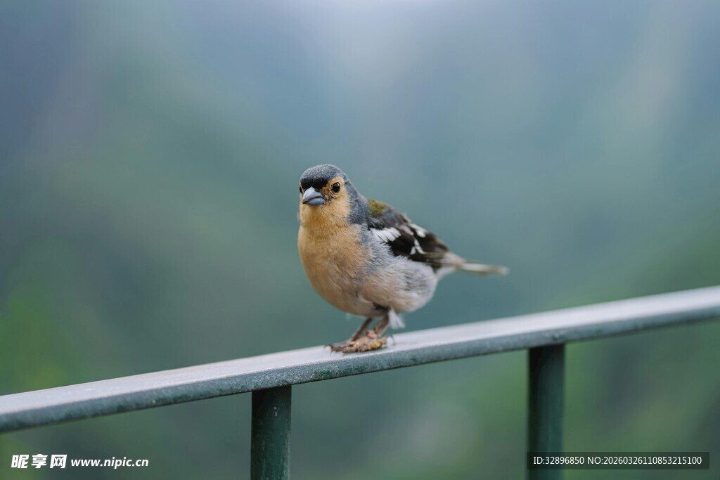 小鸟立于栏杆上