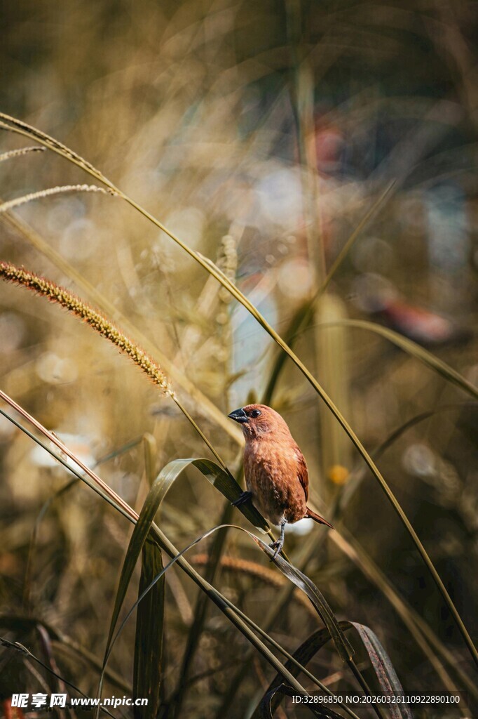 草丛中的小鸟