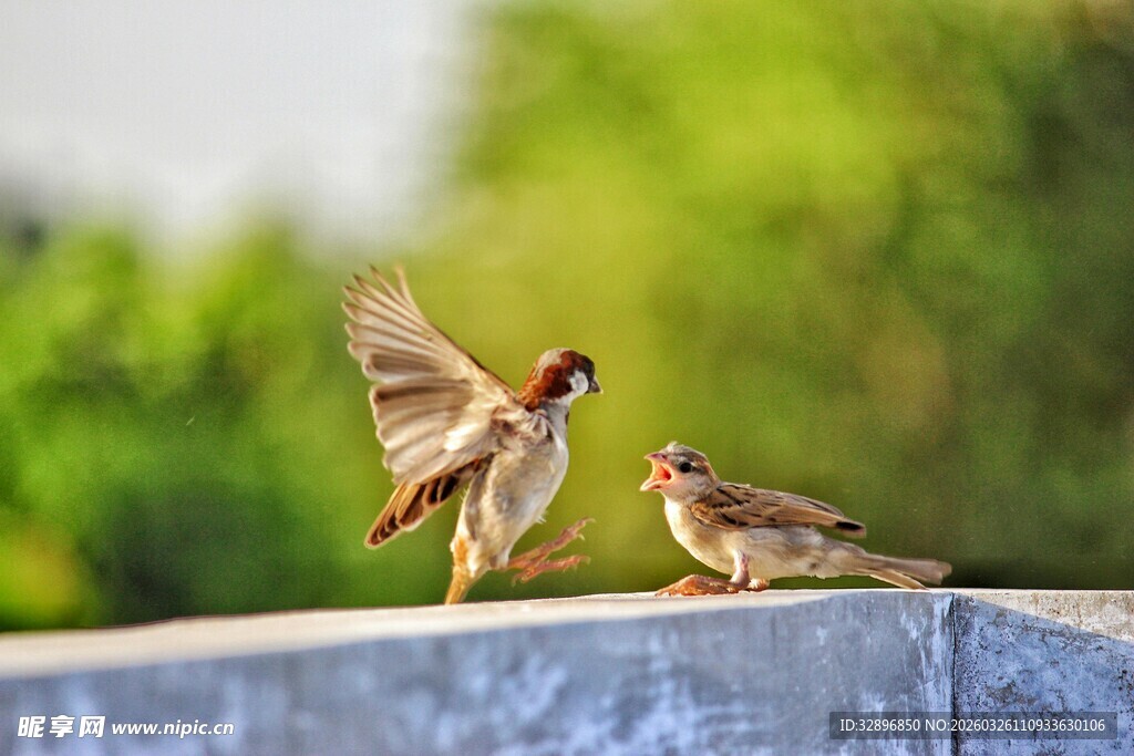 两只麻雀的亲昵瞬间