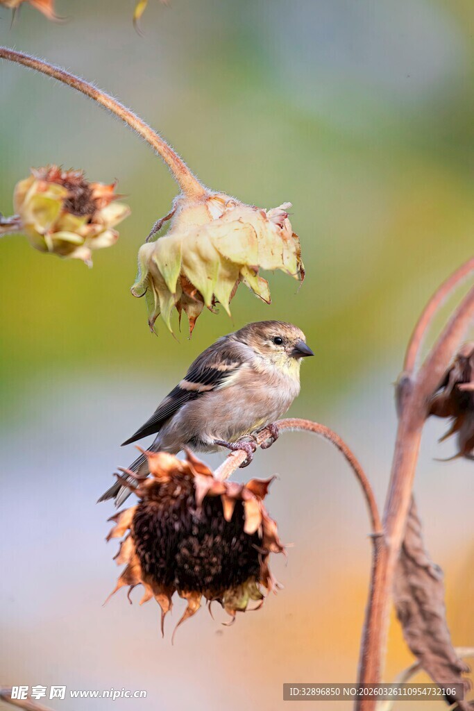 小鸟立于枯萎向日葵枝头