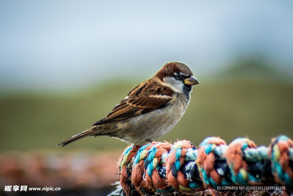 麻雀立于多彩绳上