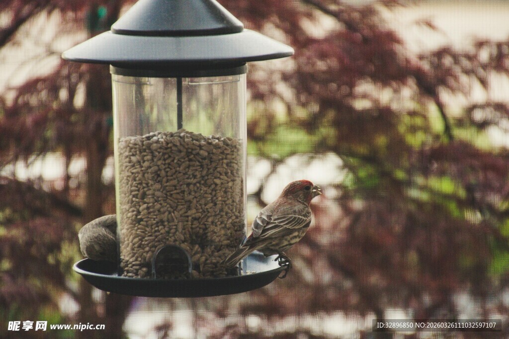 鸟儿立于户外喂食器