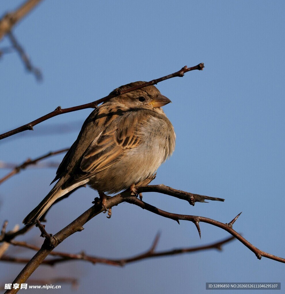枝头栖息的灰褐色小鸟
