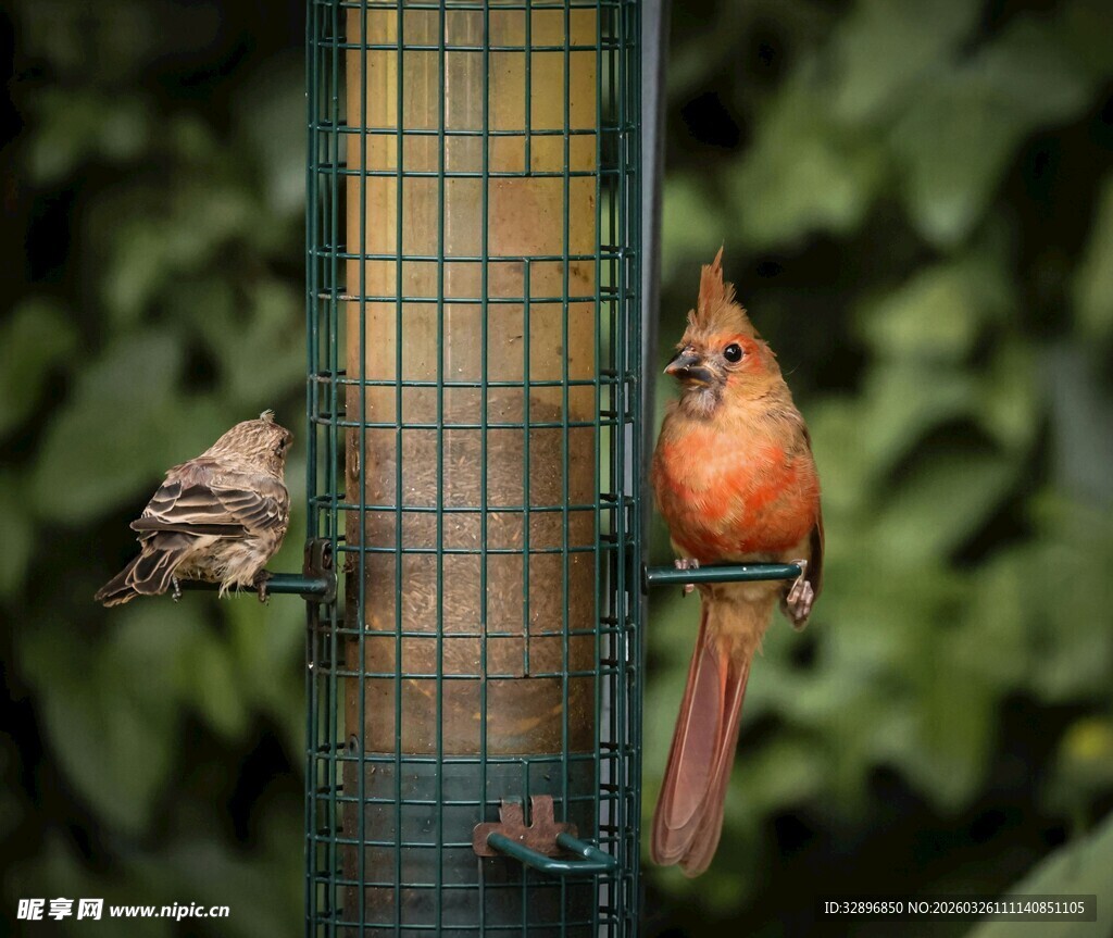 鸟儿在喂食器上进食
