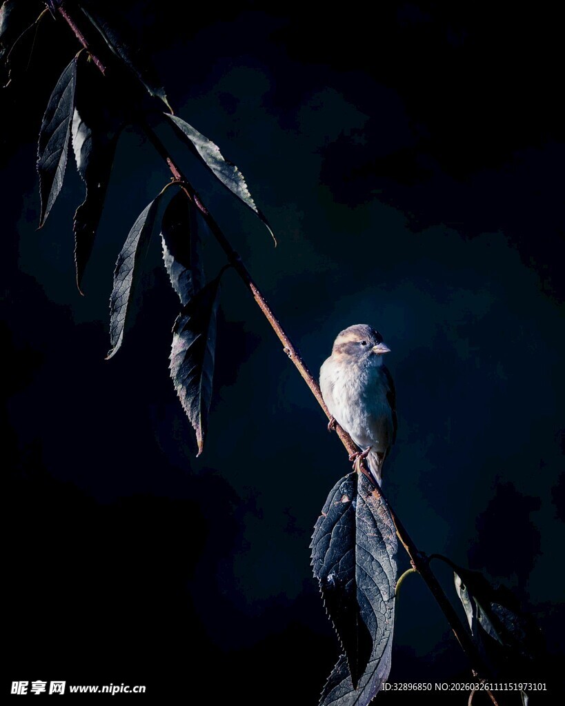 夜中栖息枝头的白色鸟儿