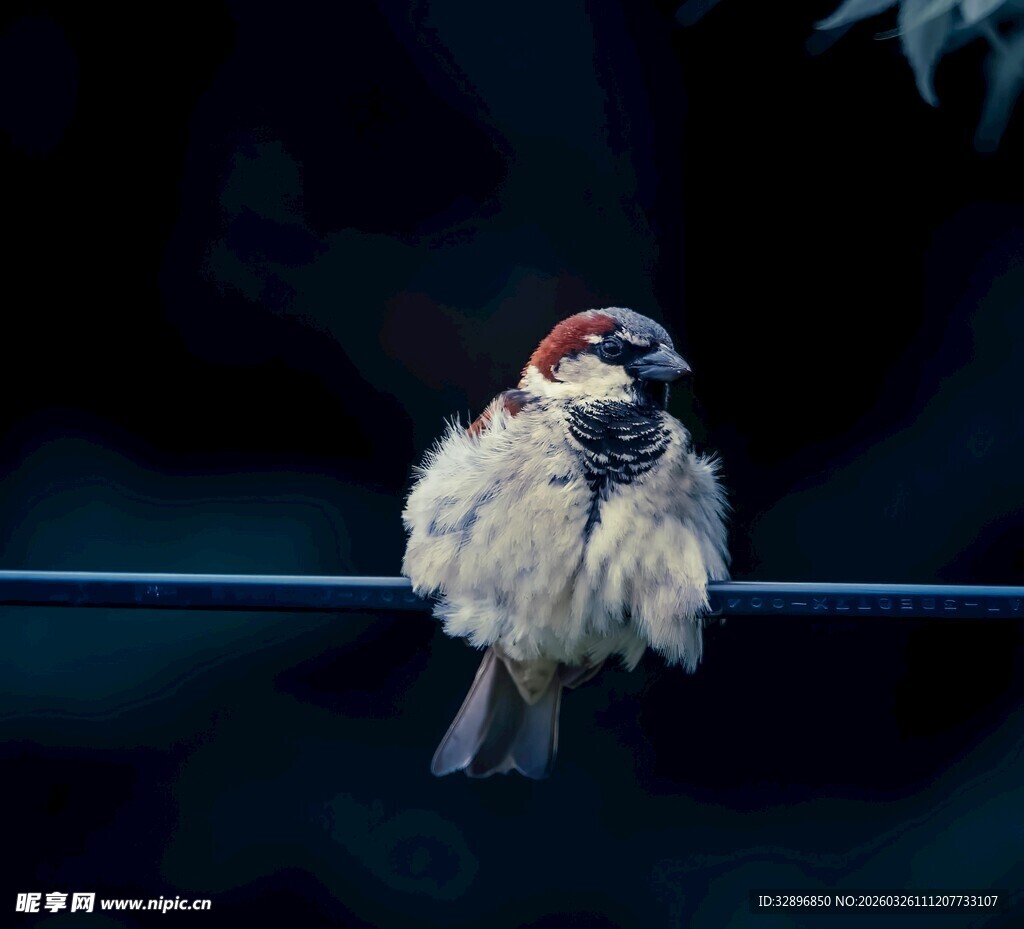 蓬松小鸟栖于电线上