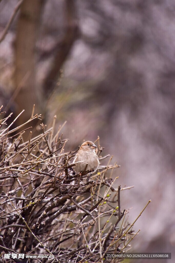 枝头小鸟藏身于枯枝间