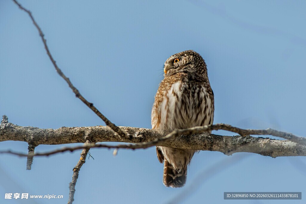 枝头栖息的小巧猫头鹰
