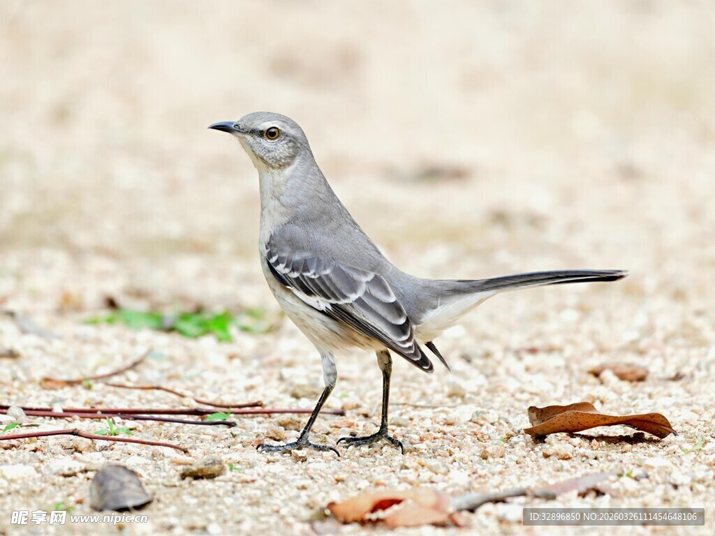 灰背鸟于地面独立
