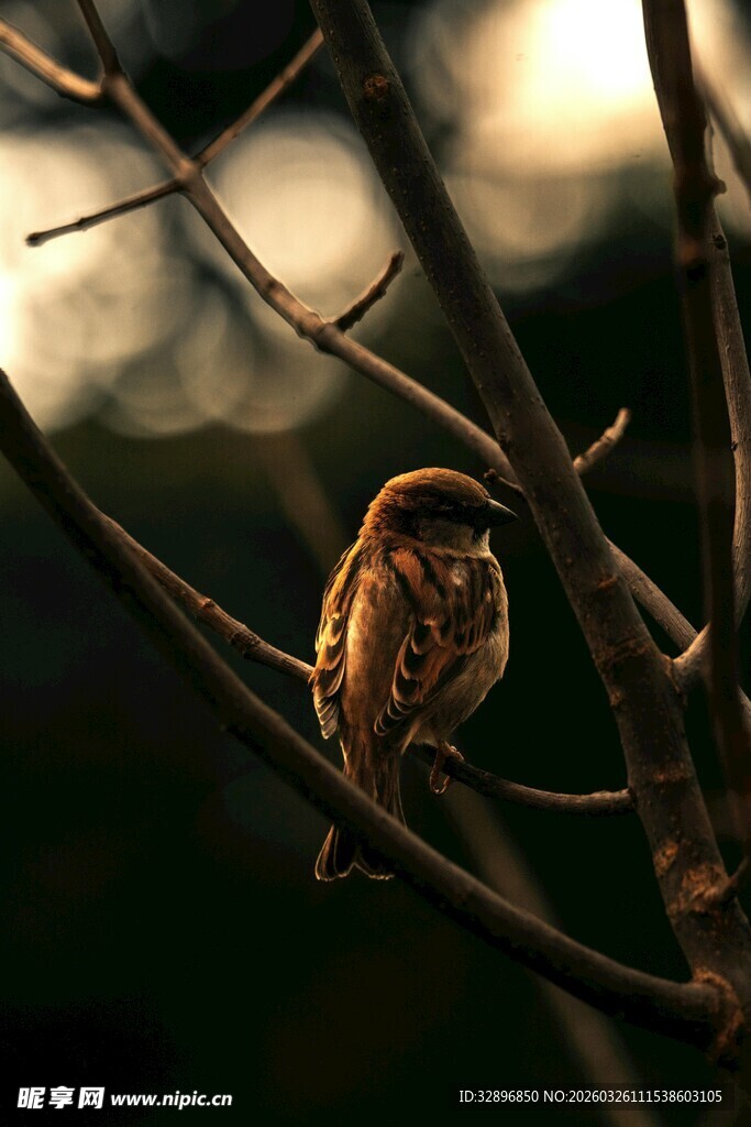 枝头小巧鸟静谧小世界
