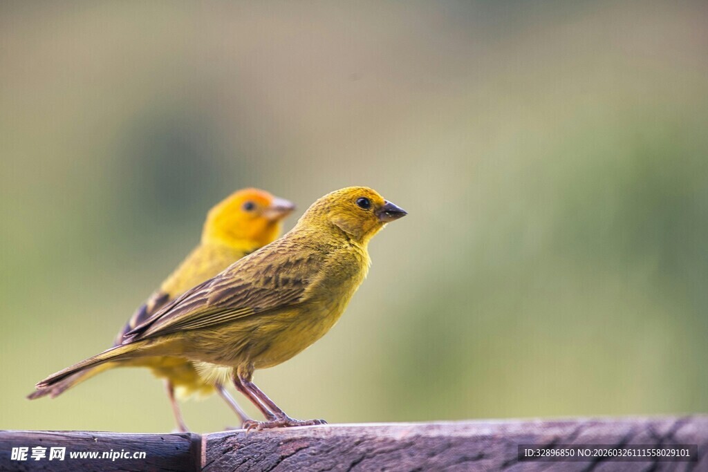 两只黄鸟栖息在木杆上