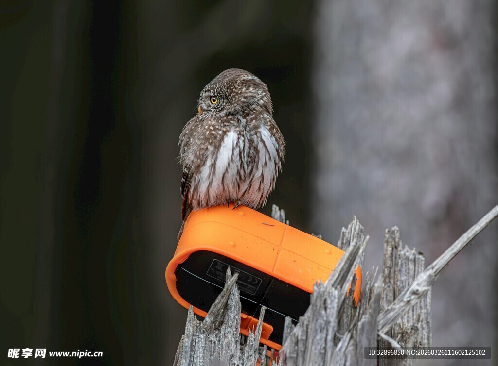 小鸟立于橙色物件上